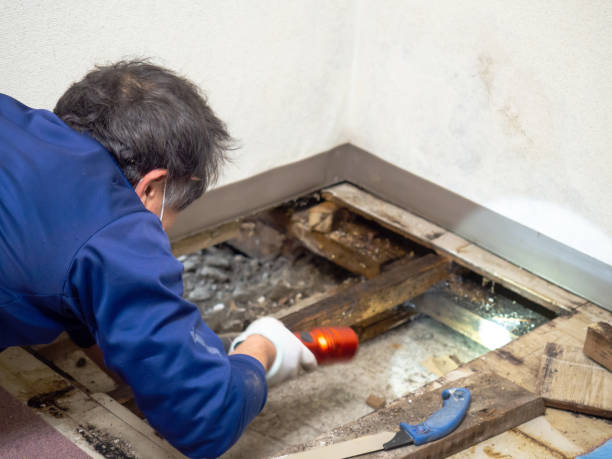 Best Health and Safety Mold Remediation in Monroe North, WA