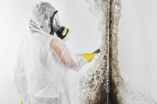 Reliable Monroe North, WA Mold Remediation Solutions