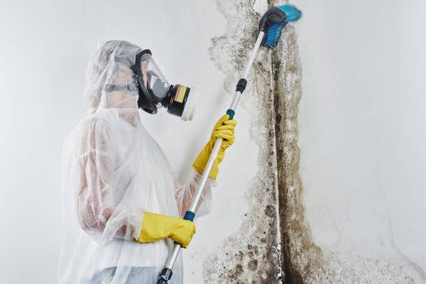 Best Post-Flood Mold Remediation in Monroe North, WA