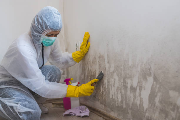 Best Residential Mold Remediation in Monroe North, WA