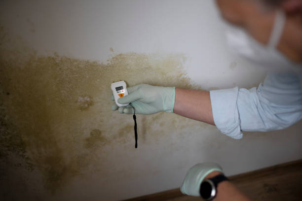 Best Residential Mold Remediation in Monroe North, WA