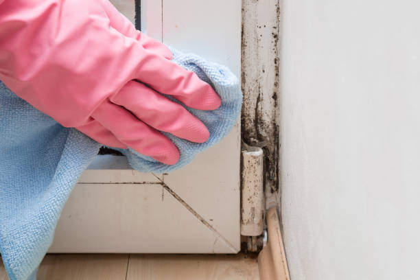 Best DIY Mold Remediation Support Services in Monroe North, WA