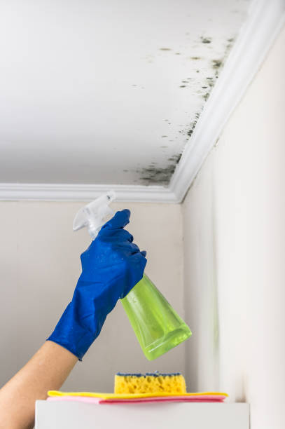 Best Commercial Mold Remediation in Monroe North, WA